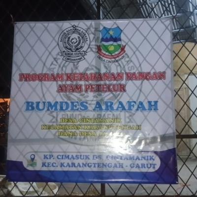 BUMDes Arafah Desa Cintamanik Dorong Ketahanan Pangan dan Kemandirian Ekonomi Warga